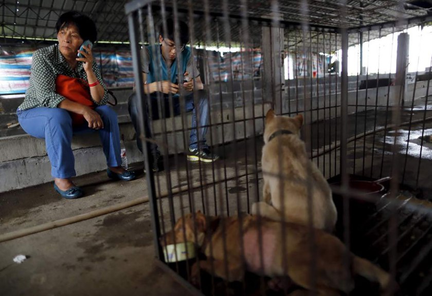 Yang Xiaoyun, rescues dogs in china
