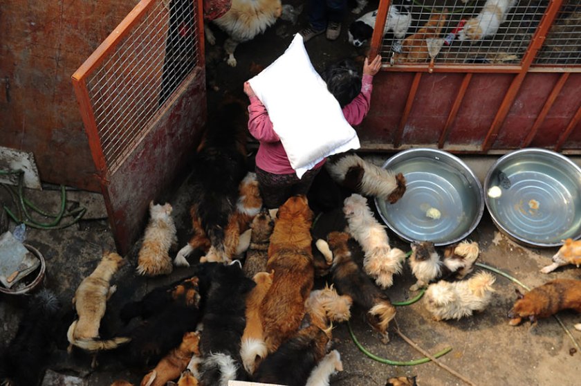 Yang Xiaoyun, rescues dogs in china