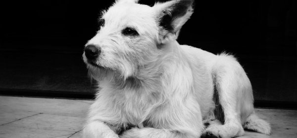 Why My Dog is my Mentor? - By Marc Winn