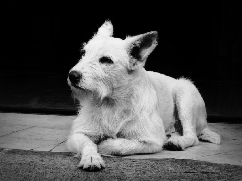 Why My Dog is my Mentor? - By Marc Winn