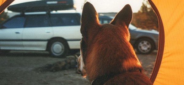 Denali and Ben – A Beautiful Story of Friendship and Loyalty