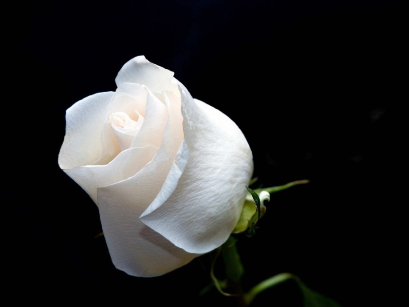 white rose