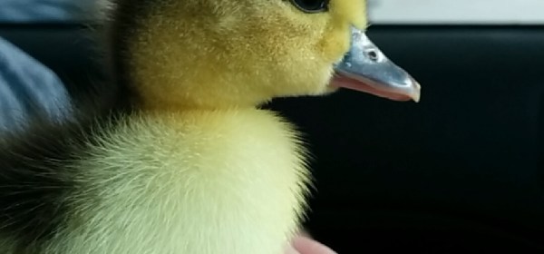 baby duck