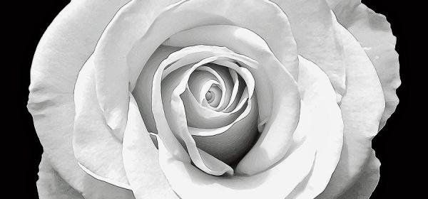 white rose