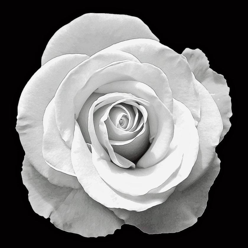 white rose