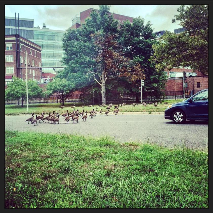 Humans + Geese + Kindness = Hope! :)