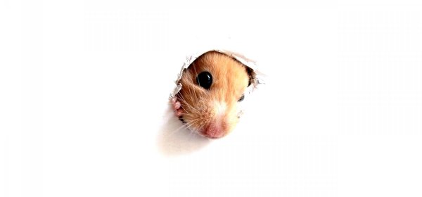 hamster wallpaper