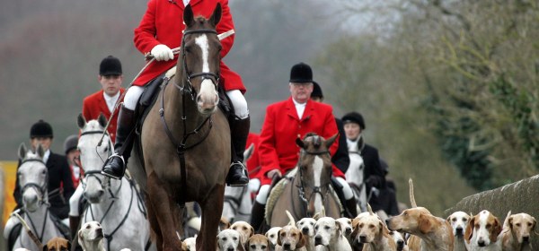 Fox hunting