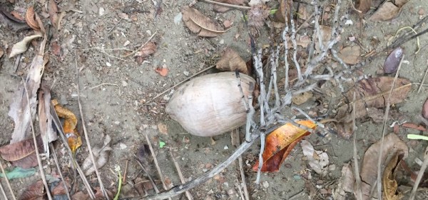 My Old Friend, The Ground - By Kathryn Thomsen