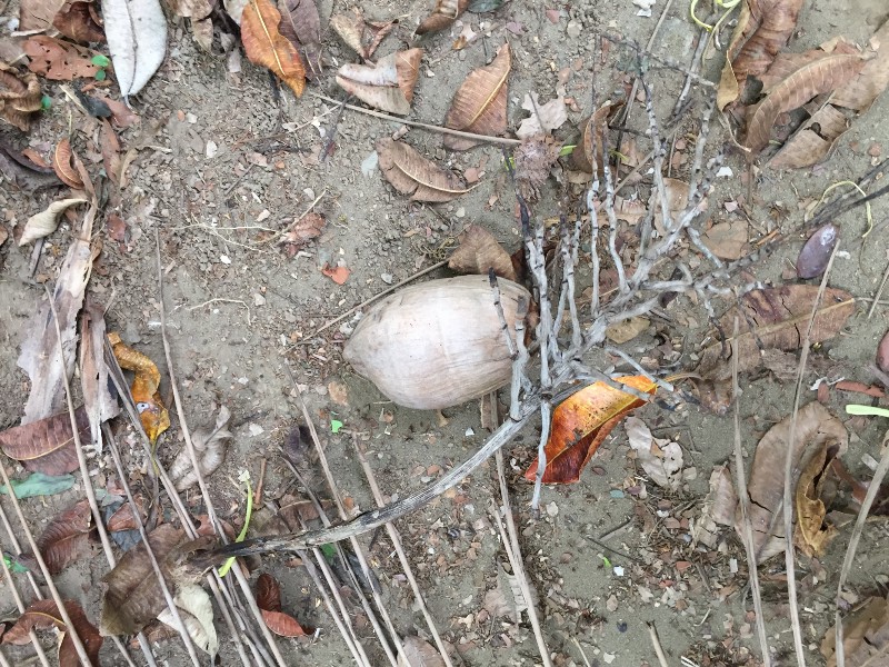 My Old Friend, The Ground - By Kathryn Thomsen