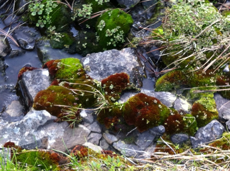 My Old Friend, The Ground - By Kathryn Thomsen