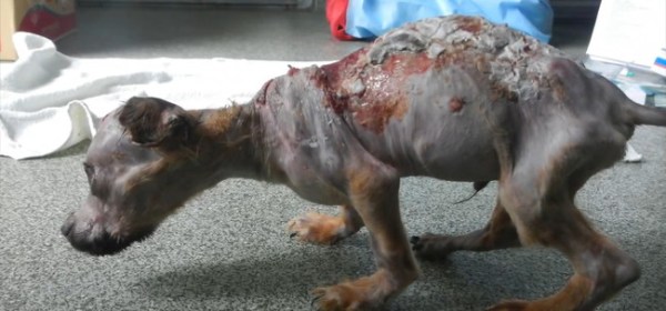 This Strong, Small Puppy Survived Abuse With Boiling Hot Water