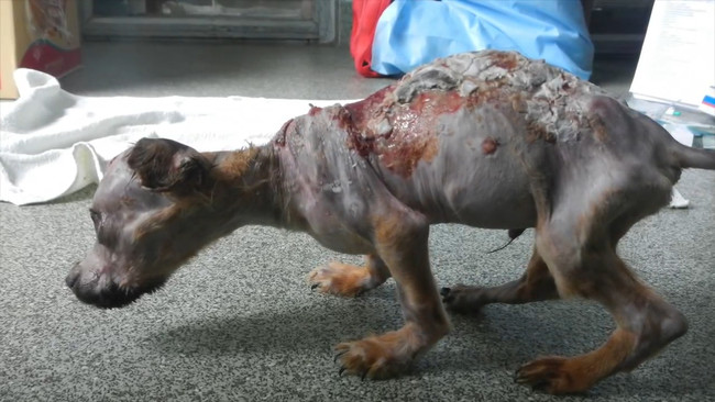 This Strong, Small Puppy Survived Abuse With Boiling Hot Water