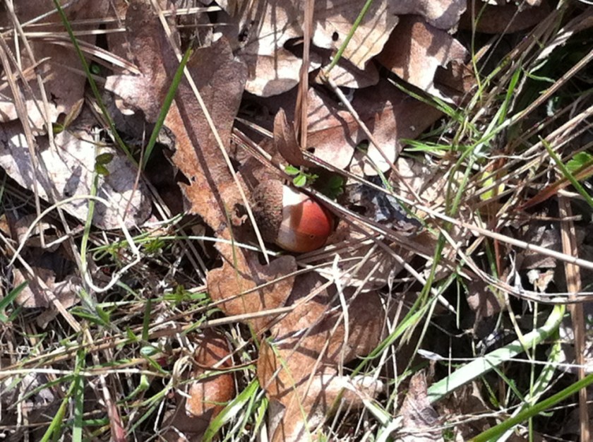 My Old Friend, The Ground - By Kathryn Thomsen