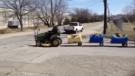 80-Year-Old Man Builds A Dog Train To Take Rescued Stray Dogs On Adventures