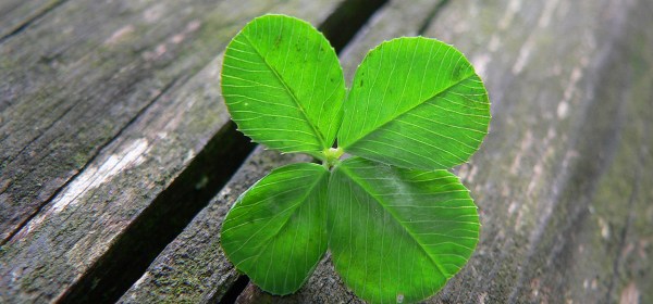 four leaf clover