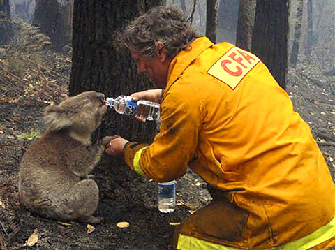 Australian Firefighter feeding a koala some water after a wildfire.