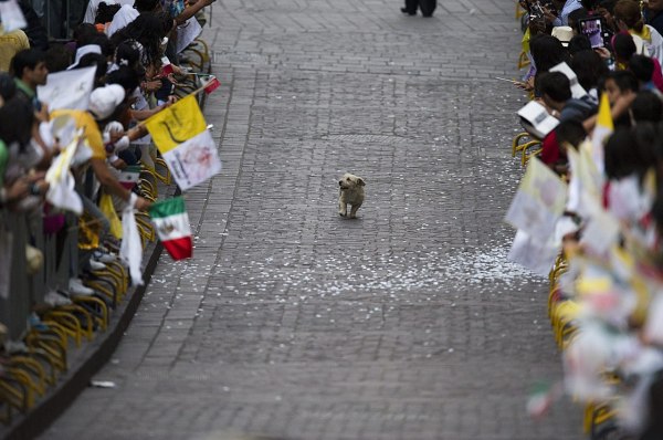 The people of Mexico were lined up along the streets to see the Pope. This little guy thought otherwise.