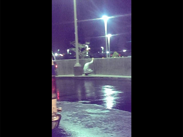 Heart-Wrenching Photo of Doctor Crying